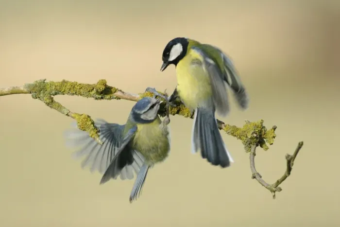 Framed Print : Great Tit (Parus major) and Blue Tit (Parus caeruleus) adults, fighting, West Yorkshire, England, march Framed Print : Great Tit (Parus major) and Blue Tit (Parus caeruleus) adults, fighting, West Yorkshire, England, march
