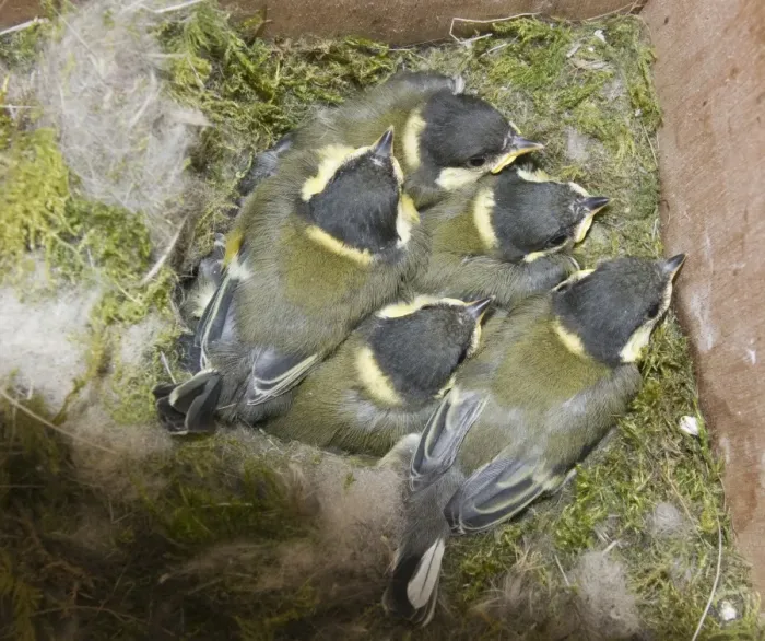 Framed Print : Great Tit (Parus major) chicks, brood close to fledging, at nest in nestbox, Norfolk, England, june