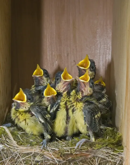 Framed Print : Great Tit (Parus major) chicks, near to fledging, begging in nestbox, Norfolk, England, april Framed Print : Great Tit (Parus major) chicks, near to fledging, begging in nestbox, Norfolk, England, april