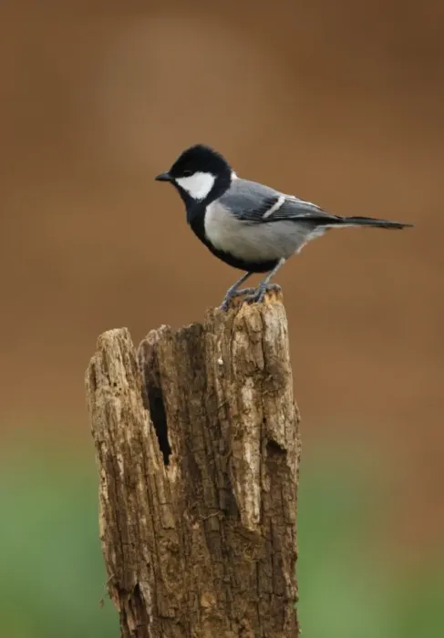 Framed Print : Great Tit (Parus major mahrattarum) adult, perched on post, Sri Lanka, december Framed Print : Great Tit (Parus major mahrattarum) adult, perched on post, Sri Lanka, december