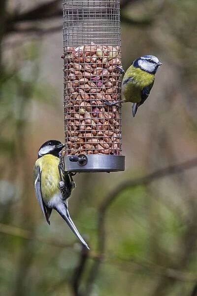 Great Tit - right, Blue Tit - left on pea-nut feeder