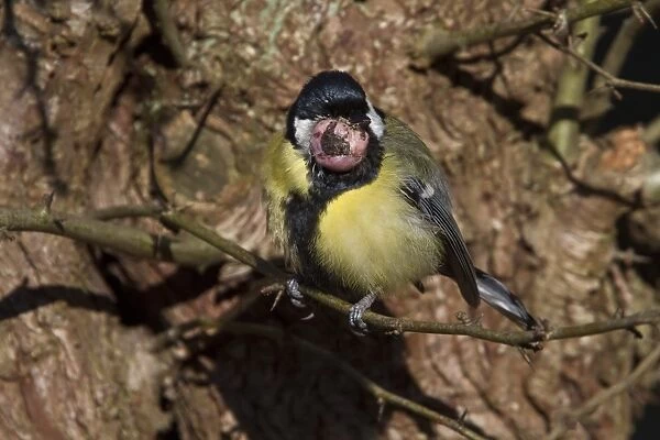 Great Tit with tumor growth on throat / chin