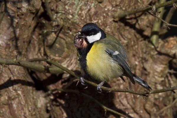 Great Tit with tumor growth on throat / chin