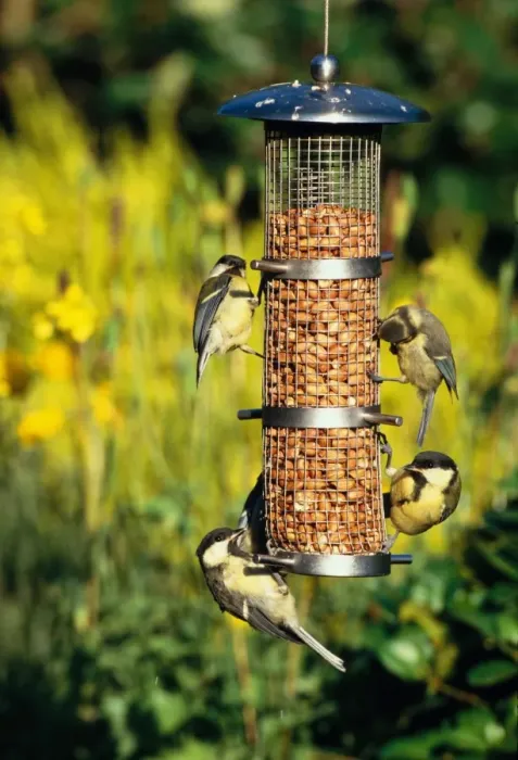 Framed Print : Great Tits (Parus major) and Blue Tits (Parus caeruleus) juveniles, feeding on peanut feeder, England, summer Framed Print : Great Tits (Parus major) and Blue Tits (Parus caeruleus) juveniles, feeding on peanut feeder, England, summer