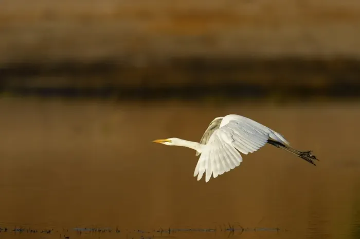 Framed Print : Great White Egret (Ardea alba melanorhynchos) adult, non-breeding plumage, in flight over water, Chobe N. P Framed Print : Great White Egret (Ardea alba melanorhynchos) adult, non-breeding plumage, in flight over water, Chobe N. P