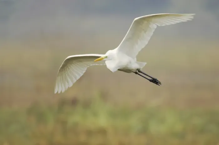 Framed Print : Great White Egret (Egretta alba) adult, in flight, Keoladeo Ghana N. P. (Bharatpur), Rajasthan, India Framed Print : Great White Egret (Egretta alba) adult, in flight, Keoladeo Ghana N. P. (Bharatpur), Rajasthan, India