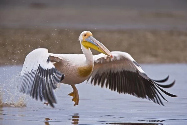 Great White Pelican (Pelecanus onocrotalus) adult, in flight, taking off from water, Lake Nakuru, Great Rift Valley