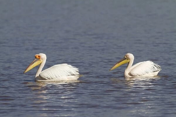 Great White Pelican (Pelecanus onocrotalus) two adults, breeding plumage, swimming on lake, Lake Nakuru N. P