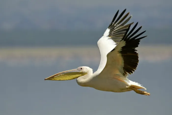 Framed Print : Great White Pelican (Pelecanus onocrotalus) adult, in flight, Lake Nakuru, Kenya
