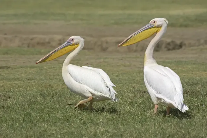 Framed Print : Great White Pelican (Pelecanus onocrotalus) two adults, walking, Kenya Framed Print : Great White Pelican (Pelecanus onocrotalus) two adults, walking, Kenya