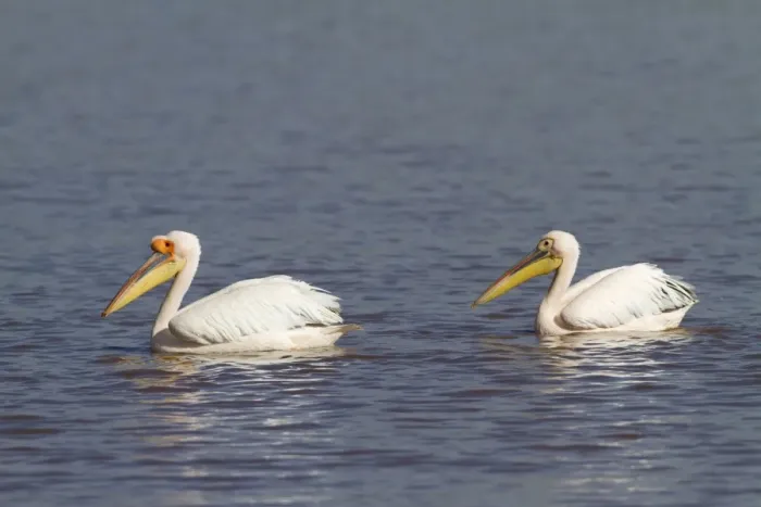 Framed Print : Great White Pelican (Pelecanus onocrotalus) two adults, breeding plumage, swimming on lake, Lake Nakuru N. P Framed Print : Great White Pelican (Pelecanus onocrotalus) two adults, breeding plumage, swimming on lake, Lake Nakuru N. P