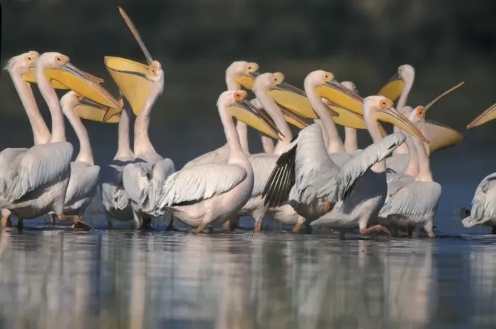 Framed Print : Great White Pelicans (Pelacanus onocrotalus) Group - Lake Baringo, Kenya Framed Print : Great White Pelicans (Pelacanus onocrotalus) Group - Lake Baringo, Kenya