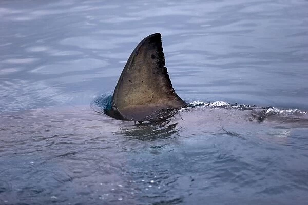 Great White Shark (Carcharodon charcharias) adult, dorsal fin breaking surface of water, Simonstown, Western Cape