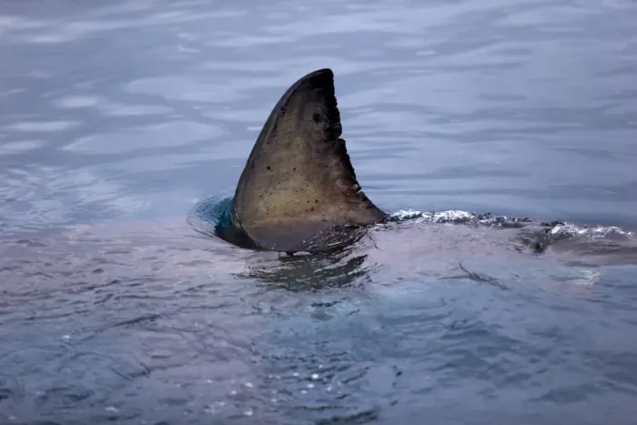 Framed Print : Great White Shark (Carcharodon charcharias) adult, dorsal fin breaking surface of water, Simonstown, Western Cape Framed Print : Great White Shark (Carcharodon charcharias) adult, dorsal fin breaking surface of water, Simonstown, Western Cape