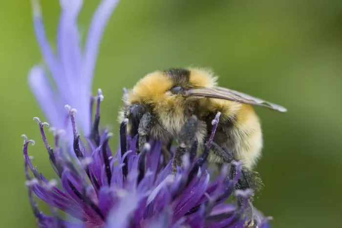 Framed Print : Great Yellow Bumblebee (Bombus distinguendus) adult, feeding on flower, Mainland, Orkney, Scotland, june Framed Print : Great Yellow Bumblebee (Bombus distinguendus) adult, feeding on flower, Mainland, Orkney, Scotland, june