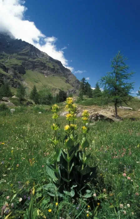 Framed Print : Great Yellow Gentian (Gentiana lutea) Gran Paradiso, Italy Framed Print : Great Yellow Gentian (Gentiana lutea) Gran Paradiso, Italy