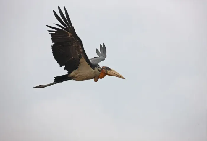 Framed Print : Greater Adjutant (Leptoptilos dubius) adult, in flight, Guwahati, Assam, India, january