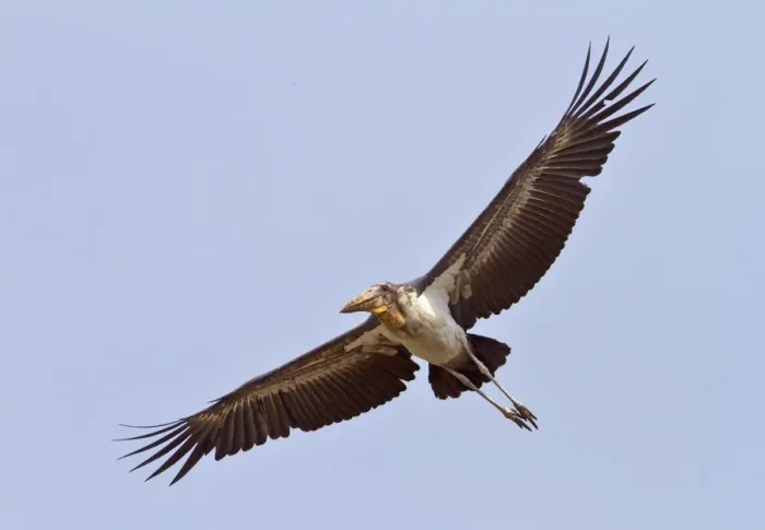 Framed Print : Greater Adjutant (Leptoptilos dubius) adult, in flight, Guwahati, Assam, India, February Framed Print : Greater Adjutant (Leptoptilos dubius) adult, in flight, Guwahati, Assam, India, February