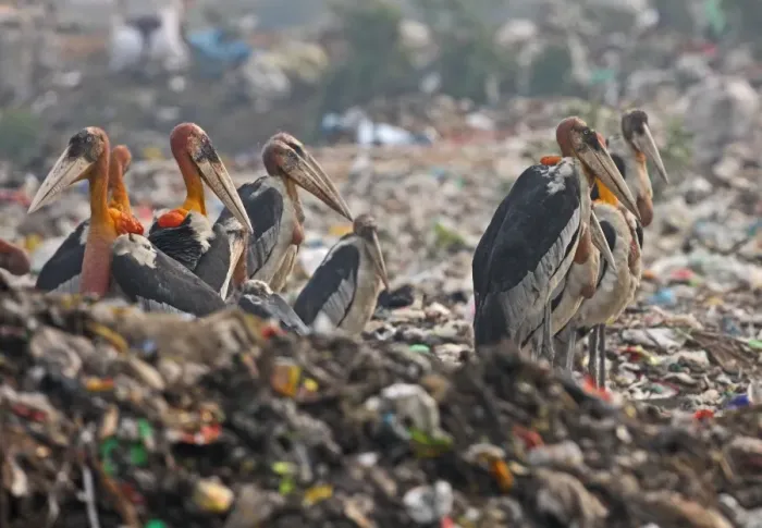 Framed Print : Greater Adjutant (Leptoptilos dubius) adults, flock scavenging on rubbish dump, Guwahati, Assam, India, january Framed Print : Greater Adjutant (Leptoptilos dubius) adults, flock scavenging on rubbish dump, Guwahati, Assam, India, january