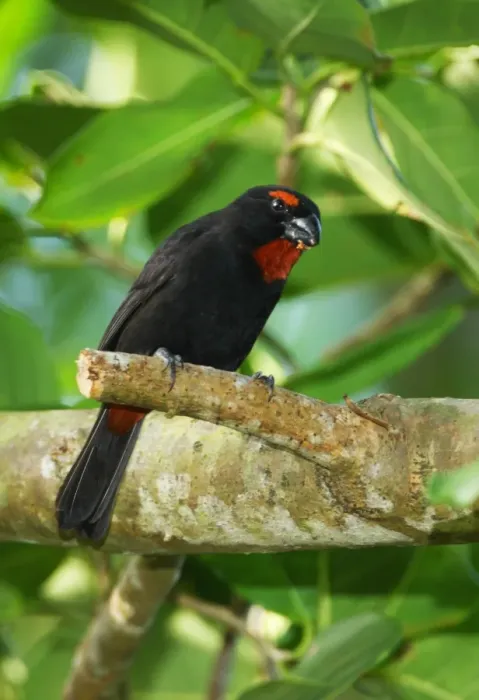 Framed Print : Greater Antillean Bullfinch (Loxigilla violacea ruficollis) adult male, feeding on fruit, perched on branch Framed Print : Greater Antillean Bullfinch (Loxigilla violacea ruficollis) adult male, feeding on fruit, perched on branch