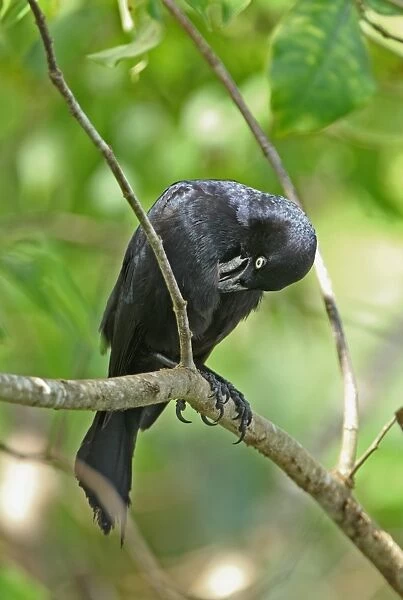 Greater Antillean Grackle (Quiscalus niger crassirostris) adult, preening, perched on branch, Linstead, Jamaica, april