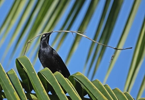 Greater Antillean Grackle (Quiscalus niger crassirostris) adult, collecting nesting material, perched on palm frond
