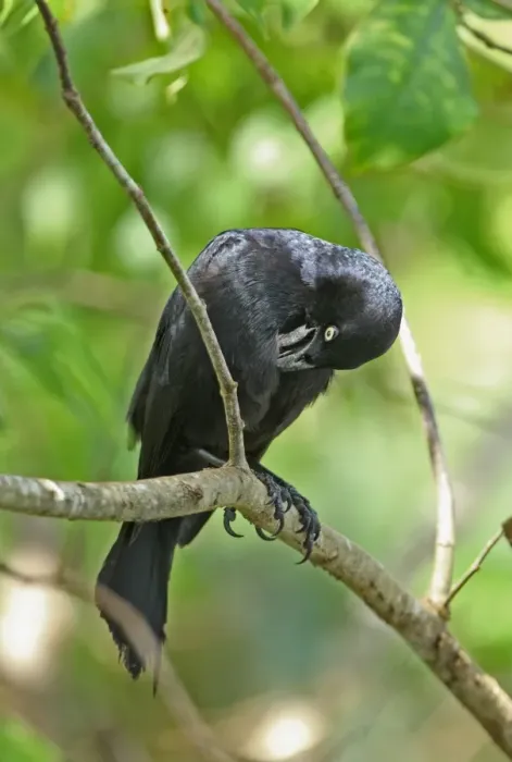 Framed Print : Greater Antillean Grackle (Quiscalus niger crassirostris) adult, preening, perched on branch, Linstead, Jamaica, april Framed Print : Greater Antillean Grackle (Quiscalus niger crassirostris) adult, preening, perched on branch, Linstead, Jamaica, april
