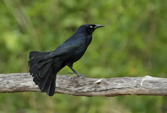 Framed Print : Greater Antillean Grackle (Quiscalus niger gundlachii) adult male, perched on wooden railing, Zapata Peninsula Framed Print : Greater Antillean Grackle (Quiscalus niger gundlachii) adult male, perched on wooden railing, Zapata Peninsula