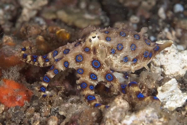 Greater Blue-ringed Octopus (Hapalochlaena lunulata) adult, Lembeh Straits, Sulawesi, Sunda Islands, Indonesia