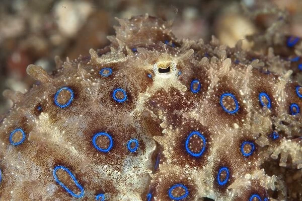 Greater Blue-ringed Octopus (Hapalochlaena lunulata) adult, close-up of eye, Lembeh Straits, Sulawesi, Sunda Islands