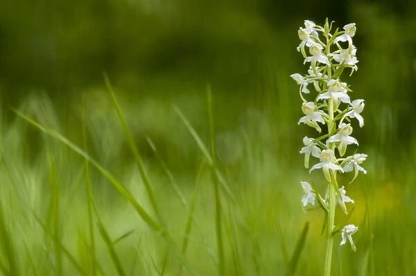 Greater Butterfly Orchid (Platanthera chlorantha) flowering, growing on chalk grassland, North Downs, Kent, England