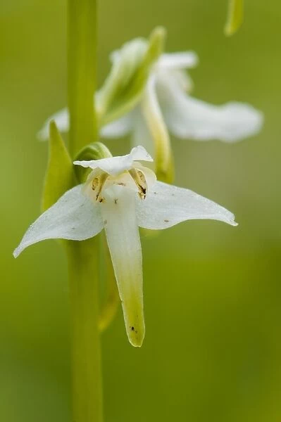 Greater Butterfly Orchid (Platanthera chlorantha) close-up of flower, growing on chalk grassland, North Downs, Kent