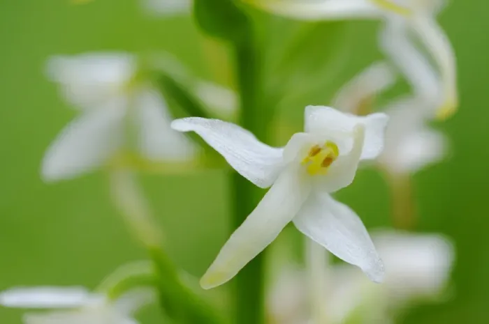 Framed Print : Greater Butterfly Orchid (Platanthera chlorantha) close-up of flowers, Italy, june Framed Print : Greater Butterfly Orchid (Platanthera chlorantha) close-up of flowers, Italy, june