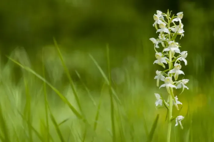 Framed Print : Greater Butterfly Orchid (Platanthera chlorantha) flowering, growing on chalk grassland, North Downs, Kent, England Framed Print : Greater Butterfly Orchid (Platanthera chlorantha) flowering, growing on chalk grassland, North Downs, Kent, England