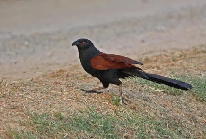Framed Print : Greater Coucal (Centropus sinensis intermedius) adult, running across dirt track, Thailand, february Framed Print : Greater Coucal (Centropus sinensis intermedius) adult, running across dirt track, Thailand, february
