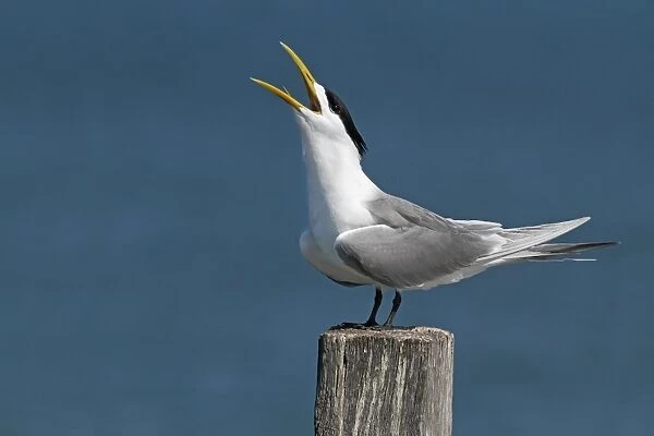Greater Crested Tern (Thalasseus bergii) adult male, breeding plumage, calling, standing on post at coastal resort
