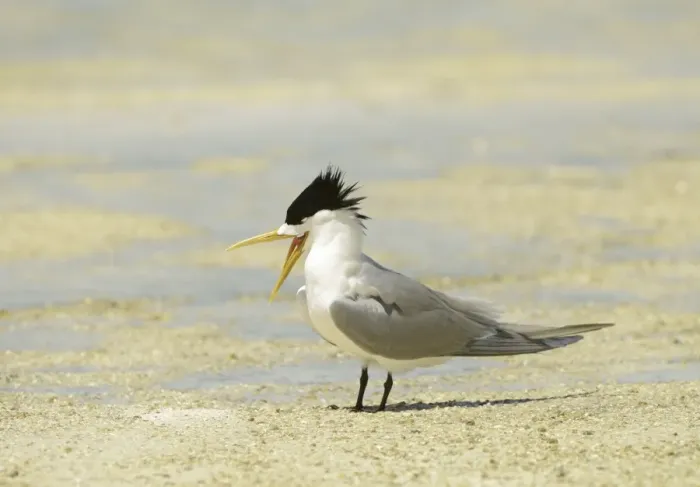 Framed Print : Greater Crested Tern (Thalasseus bergii) adult, breeding plumage, squawking, standing on beach, Queensland, Australia Framed Print : Greater Crested Tern (Thalasseus bergii) adult, breeding plumage, squawking, standing on beach, Queensland, Australia