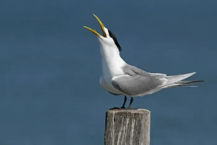Framed Print : Greater Crested Tern (Thalasseus bergii) adult male, breeding plumage, calling, standing on post at coastal resort Framed Print : Greater Crested Tern (Thalasseus bergii) adult male, breeding plumage, calling, standing on post at coastal resort