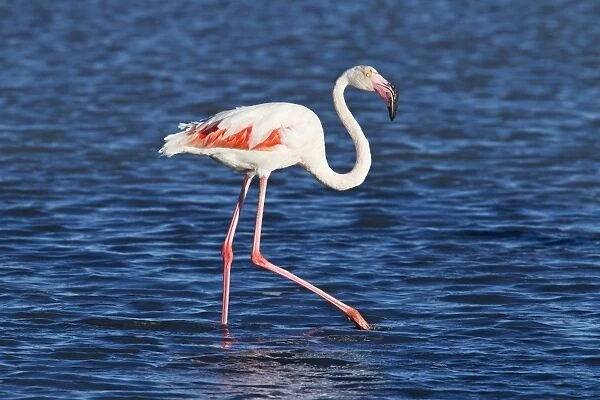 Greater Flamingo (Phoenicopterus roseus) adult, walking in shallow water, Camargue, Bouches-du-Rhone