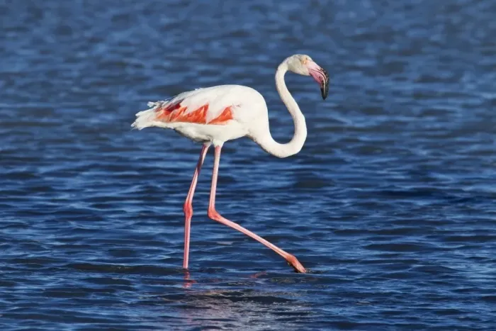 Framed Print : Greater Flamingo (Phoenicopterus roseus) adult, walking in shallow water, Camargue, Bouches-du-Rhone Framed Print : Greater Flamingo (Phoenicopterus roseus) adult, walking in shallow water, Camargue, Bouches-du-Rhone
