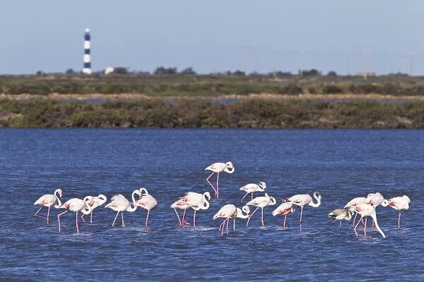 Greater Flamingo (Phoenicopterus roseus) adults, flock in shallow water of wetland habitat, Camargue, Bouches-du-Rhone