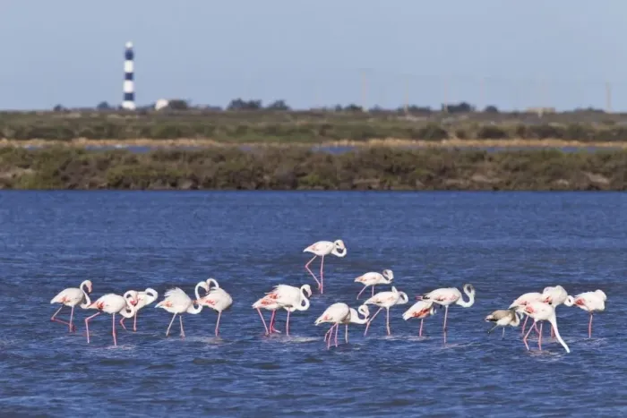 Framed Print : Greater Flamingo (Phoenicopterus roseus) adults, flock in shallow water of wetland habitat, Camargue, Bouches-du-Rhone Framed Print : Greater Flamingo (Phoenicopterus roseus) adults, flock in shallow water of wetland habitat, Camargue, Bouches-du-Rhone