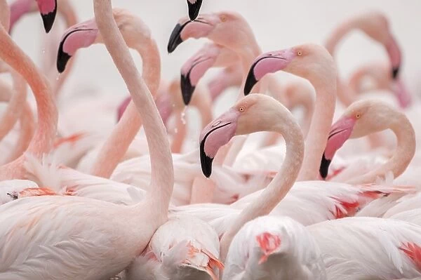 Greater Flamingo (Phoenicopterus roseus) adults, tight group, close-up of heads and necks, Camargue, Bouches du Rhone