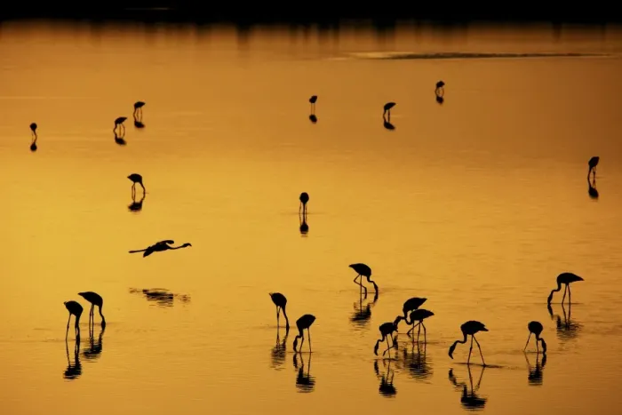Framed Print : Greater Flamingo (Phoenicopterus roseus) flock, feeding in shallow water, silhouetted on soda lake at sunset Framed Print : Greater Flamingo (Phoenicopterus roseus) flock, feeding in shallow water, silhouetted on soda lake at sunset