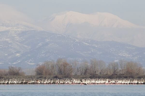 Greater Flamingo (Phoenicopterus roseus) flock, wintering on lake habitat, with snow covered mountains in distance, Lake Kerkini, Macedonia, Greece, january