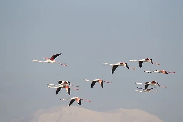 Greater Flamingo (Phoenicopterus roseus) flock, in flight, with snow covered mountains in distance, Lake Kerkini, Macedonia, Greece, january