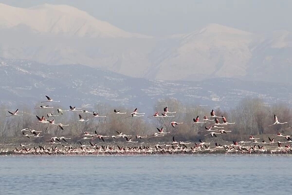 Greater Flamingo (Phoenicopterus roseus) flock, in flight, wintering on lake habitat, with snow covered mountains in distance, Lake Kerkini, Macedonia, Greece, january