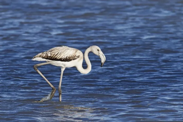Framed Print : Greater Flamingo (Phoenicopterus roseus) juvenile, walking in water, Camargue, Bouches-du-Rhone Framed Print : Greater Flamingo (Phoenicopterus roseus) juvenile, walking in water, Camargue, Bouches-du-Rhone