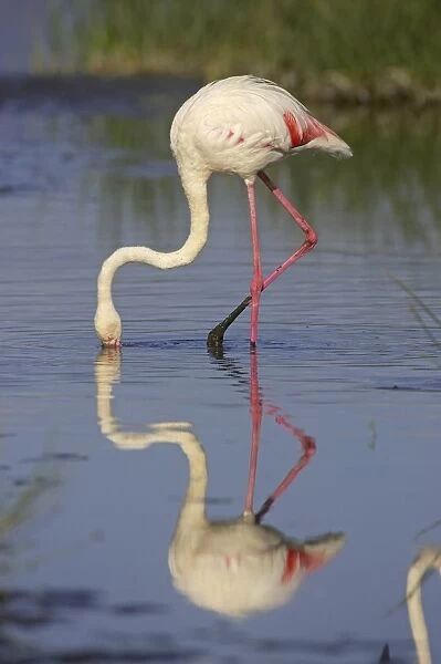 Greater Flamingo (Phoenicopterus ruber) adult feeding, Kenya