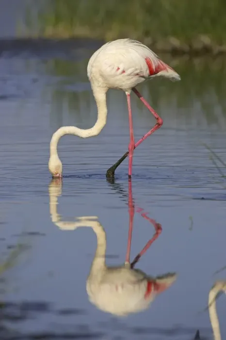 Framed Print : Greater Flamingo (Phoenicopterus ruber) adult feeding, Kenya Framed Print : Greater Flamingo (Phoenicopterus ruber) adult feeding, Kenya